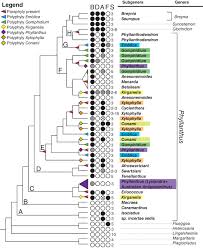 Image result for Phyllanthus ovalifolius