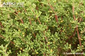 Image result for Zygophyllum leucocladum