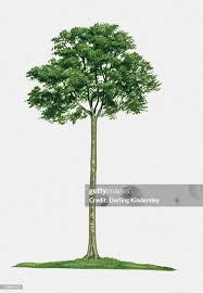 Image result for Hymenaea courbaril