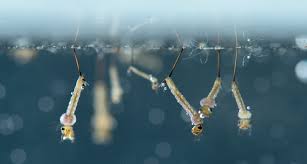 Eggs hatch when exposed to water. Microplastics Take Flight In The Bellies Of Mosquitoes Science News For Students