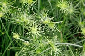 Image result for Cyperus dives