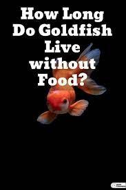 How Long Do Goldfish Live Without Food Answer Might Surprise You In 2020 Goldfish Goldfish Aquarium Freshwater Aquarium Fish