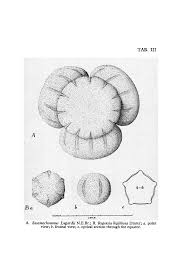 Image result for Thomandersia hensii