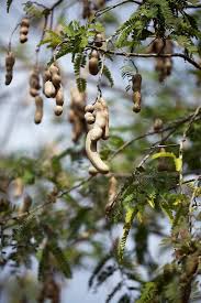 Image result for Tamarindus