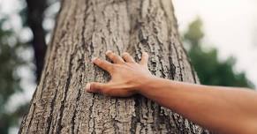 Forest Bathing