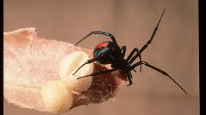 Medically reviewed by gerhard whitworth, r.n most spiders' fangs are not strong or long enough to break human skin. Redback Spider Bite What To Do Western Australian Museum