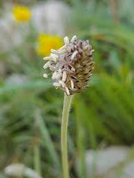 Image result for Plantago