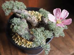 Image result for Monsonia senegalensis