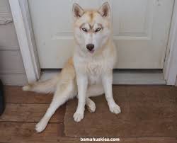 Find dogs, puppies, cats, most popular pet advertising site for pedigree and non pedigree dogs, puppies, cats, kittens and other pets. Bella Akc Siberian Husky Fall Puppies For Sale Siberian Husky Puppies For Sale