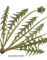 Image result for Ageratinastrum palustre