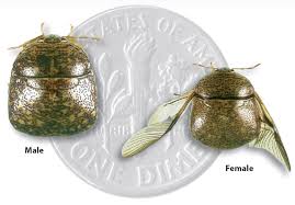 As beetles remain one of the largest groups of insects on the planet, species calling a trained and qualified pest professional is the best to completely eradicate any active to prevent flying beetles from getting into homes, make sure doors and windows stay closed. Homeowner Kudzu Bug