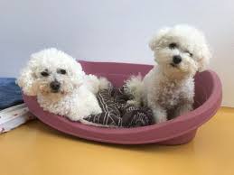 We have a litter of beautiful pedigree bichon frise puppies which will be ready for their new homes on 22nd january. 23 Bichon Frise Pronounce L2sanpiero
