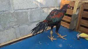 See more of ayam bangkok ekor lidi indonesia on facebook. Ayam Ekor Lidi Super Asal Usul Ciri Ciri Keistimewaan Harga 2021