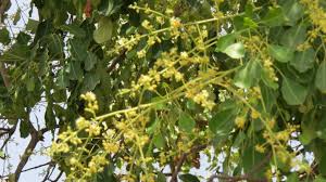 Image result for Quassia undulata