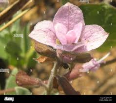 Image result for Syncolostemon bracteosus