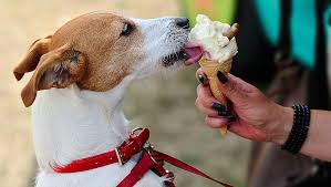 En Ete Peut On Donner De La Glace A Son Chien Fondation 30 Millions D Amis