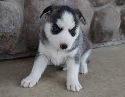 Meet Kingsley Female Siberian Husky Puppies For Sale In Grabill Indiana Find Cute Siberian H Husky Puppies For Sale Siberian Husky Puppies Puppies For Sale