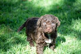 Spanish Water Dog Dog Breed - Dog World