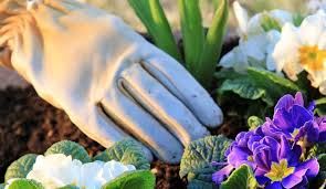 Maybe you would like to learn more about one of these? Community Garden Day With International Rescue Committee Phoenix Arizona Acel