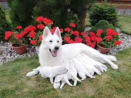Our puppies are updated in all shotthey are affordable. 9 White Swiss Shepherd Dog Ideas White Swiss Shepherd White German Shepherd Shepherd Dog