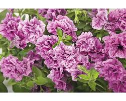 Image result for foto surfínie