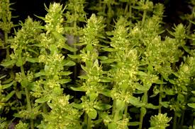 Image result for Kohautia cynanchica