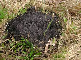 Ob ratten oder wühlmäuse in ihrem haus oder garten ihr unwesen treiben, scheint nicht immer ganz eindeutig. Maulwurf Und Wuhlmaus Im Garten Industrieverband Agrar