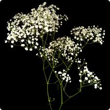 Our online new baby gift collection includes fresh flower arrangements, beautiful plants, gift hampers, balloons, teddy bears and pampering treats for. The Baby 39 S Breath Is Dead Ù© à¹' È à¹' Û¶ Album On Imgur Babys Breath Babys Breath Wedding Carnation Wedding