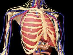 At the front, they are attached by cartilage and at the back of the spine. Human Rib Cage With Lungs And Nervous System Torso Black Background Stock Photo 174712058