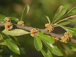 Image result for Oxygonum buchananii