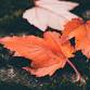 Fall Yoga & Hiking event image