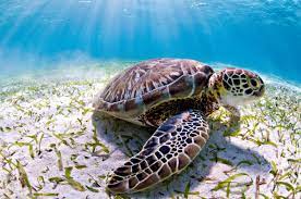 No dia mundial dos oceanos, comemorado em 8 de junho, pesquisadores em oceanografia da coalizão ciência e sociedade explicam por que é urgente desenvolver uma cultura oceânica. Dia Mundial Dos Oceanos Wwf Brasil