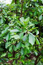 Image result for Vernonia kirungae