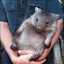 Wombat Wombat Baby Animals Animals