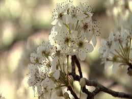 Also known as the popcorn tree, the chinese tallow tree is one of the top 10 most invasive plants in mississippi. Flowering Fruit Trees Mississippi State University Extension Service