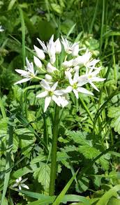 Kein wunder, dass der bärlauch durch diesen duft auch wilder knoblauch genannt wird. Barlauch Im Garten Ansaen Anbauen Pflanzen Und Pflegen Freudengarten