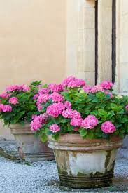 Shop our great selection of pots for plants & save. Using Perennials For Potted Plants Versatile Economical And Beautiful