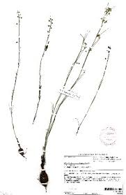 Image result for Aspidoglossum hirundo