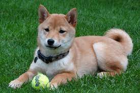 Hallo, nach langem überlegen und sehr sehr schweren herzens möchten wir uns aus familiären gründen. Shiba Inu Der Urtypische Japaner Mit Keckem Gesicht Deinetierwelt