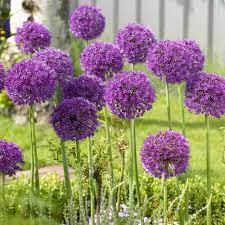 Allium Purple Sensation Longfield Gardens Purple Flowering Plants Bulb Flowers Planting Bulbs