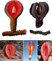Image result for Hydnoraceae