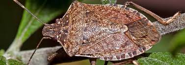 Chagrin valley pest control content, pages, accessibility, performance and more. Stink Bugs Chagrin Valley Pest Control
