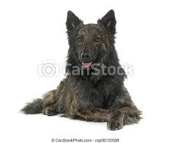 There are three coat types for dutch shepherds. Dutch Long Haired Shepherd In Front Of White Background Canstock