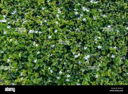 Image result for Jasminum multiflorum