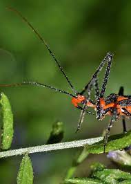 Its also gets these bugs out of gardens. 46 Milkweed Assassin Bug Facts Brutal Insect Executioners Zelus Longipes Everywhere Wild