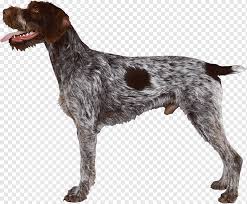 When returning from the field last week, buck gently tried to remove the pickers from my pant leg with his teeth. Old Danish Pointer Png Images Pngwing