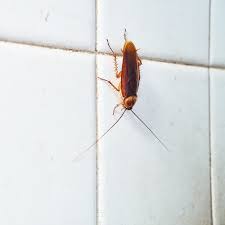 There are a lot of troublesome bugs out there, but there's no question: How To Get Rid Of Roaches The Home Depot