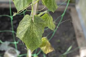 Image result for whitefly in cucumber