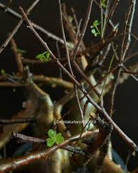 Image result for Commiphora schlechteri
