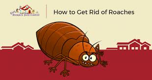 Get daily deals and local insights near you today! Pest Control Springtown How To Get Rid Of Cockroaches